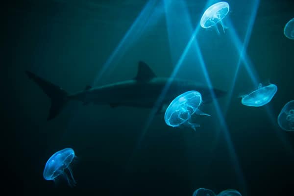 Слот Razor Shark с подводным миром